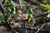 coppercanyon-774.jpg