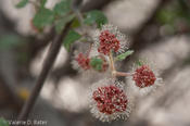 coppercanyon-775.jpg