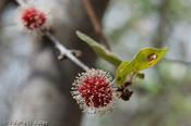 coppercanyon-778.jpg