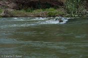 coppercanyon-818.jpg