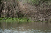 coppercanyon-828.jpg