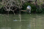 coppercanyon-838.jpg