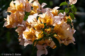 coppercanyon-843.jpg