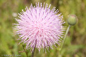 20100420_us77-wildflowers-13.jpg