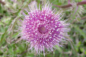 20100420_us77-wildflowers-30.jpg