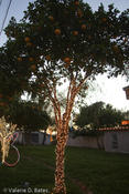 Hidalgo, Tx. Decorates for Christmas