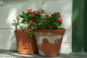 20060815_sanpatricio-8.jpg
