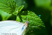 20100929_gpz-336.jpg