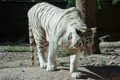 20100929_gpz-425.jpg