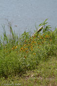 20080520_sanpatricio-34.jpg