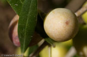 20101116-tttr_cotulla-113.jpg