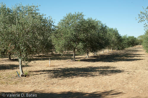 20101116-tttr_cotulla-120.jpg