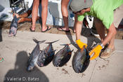 20090801_tift-saturday-231.jpg