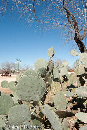 Lonesome Dove Village on the High Lonesome Ranch