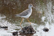 20091126spibirding-5.jpg