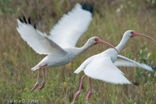 20091126spibirding-15.jpg