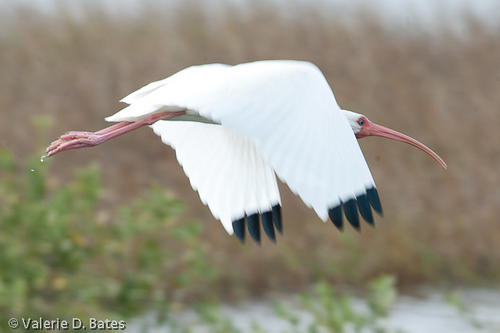 20091126spibirding-16.jpg