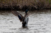 20091126spibirding-57.jpg