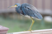 20091126spibirding-75.jpg