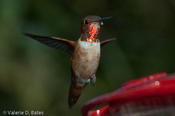 coppercanyon-379.jpg