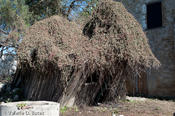 20081118_roma-22.jpg