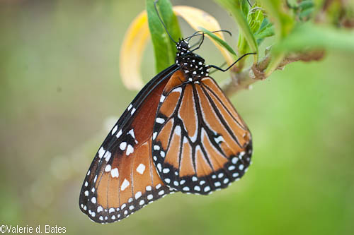 Queen Butterfly (Danaus gilippus).