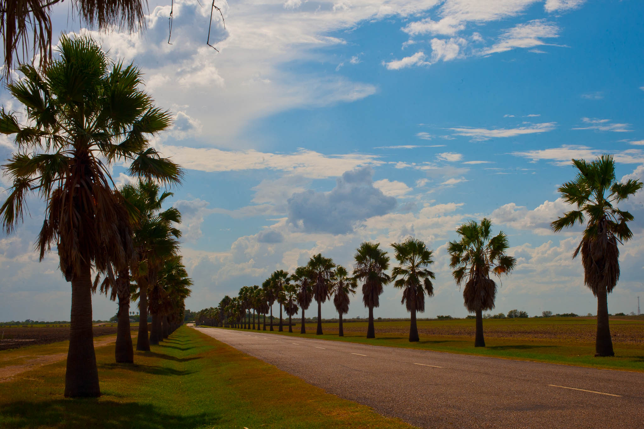 Palm lined drive to Hilltop Gardens, Historical Home of Aloe. Lyford, Texas. (Willacy County)