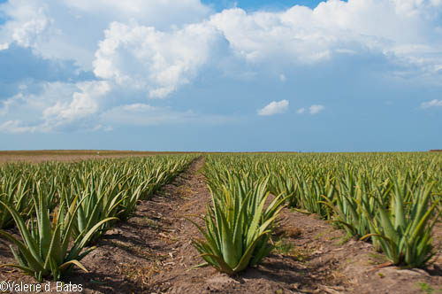 Hilltop Gardens is believed to be the first business using Aloe Vera Gel as an ingredient in cosmetics.